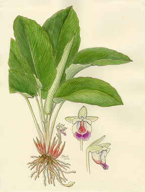Vorobik Ginger watercolor